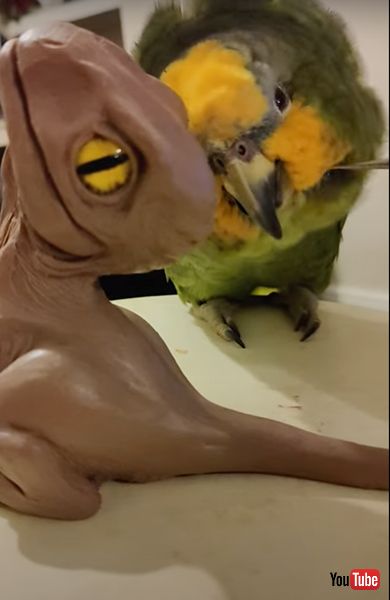 彫刻にやきもちを焼くオウム