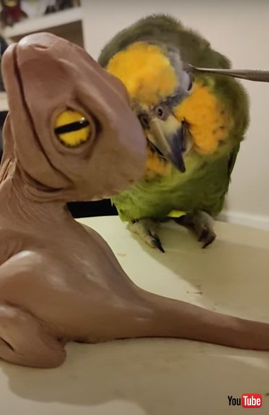 彫刻にやきもちを焼くオウム