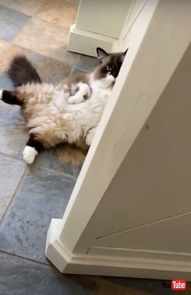 人間のようにくつろぐ猫