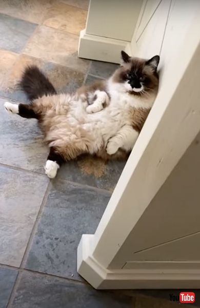 人間のようにくつろぐ猫