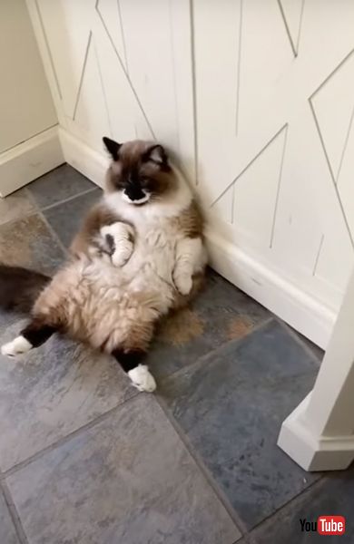 人間のようにくつろぐ猫