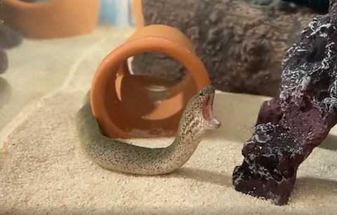 口をあけるウツボ