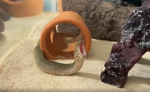 縦いっぱいに口をあけるウツボ