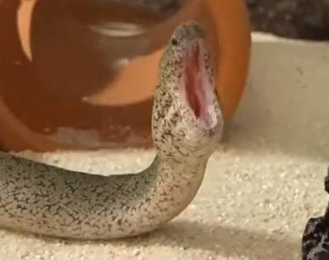 いっぱいに口をあけるウツボアップ