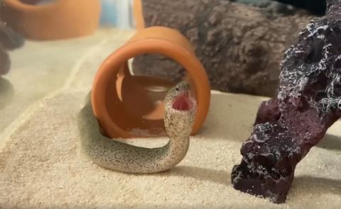 口が横に広がるウツボ