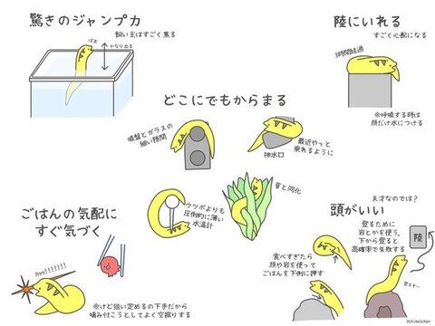 家のウツボがすごいイラスト