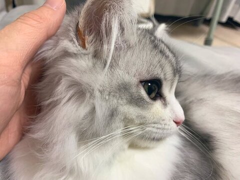 フィアちゃんの横顔