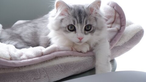 布団から片足だすフィアちゃん