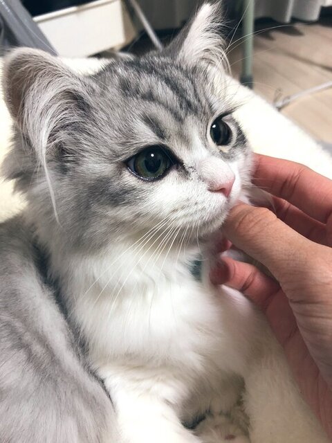 フィアちゃんのアゴをなでる写真