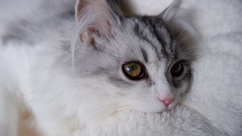 布団をかむフィアちゃん