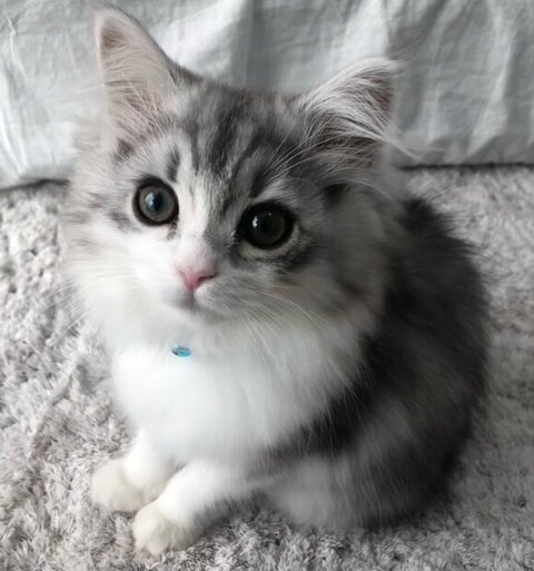 フィアちゃん正面