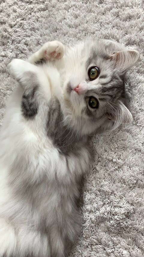 ゴロンしてるフィアちゃん