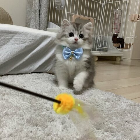 猫じゃらしで遊ぶ幼少期のフィアちゃん