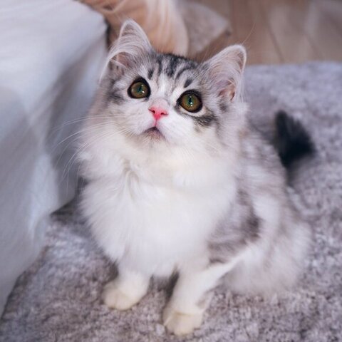 上を見上げるフィアちゃん