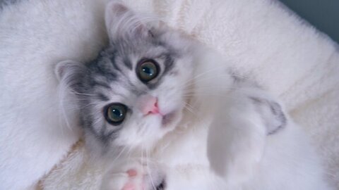 見つめてくるフィアちゃん