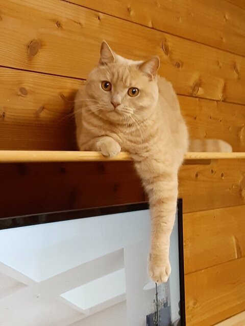 片足をのばすレノンくん