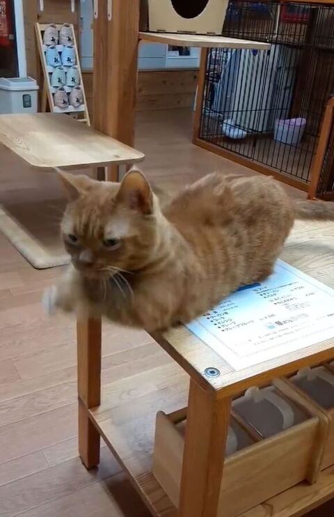 前足を動かすモカちゃん