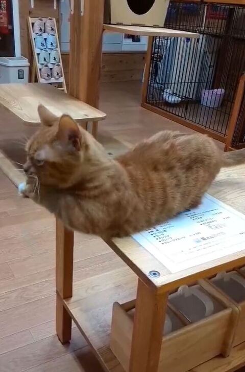 前足を伸ばすモカちゃん