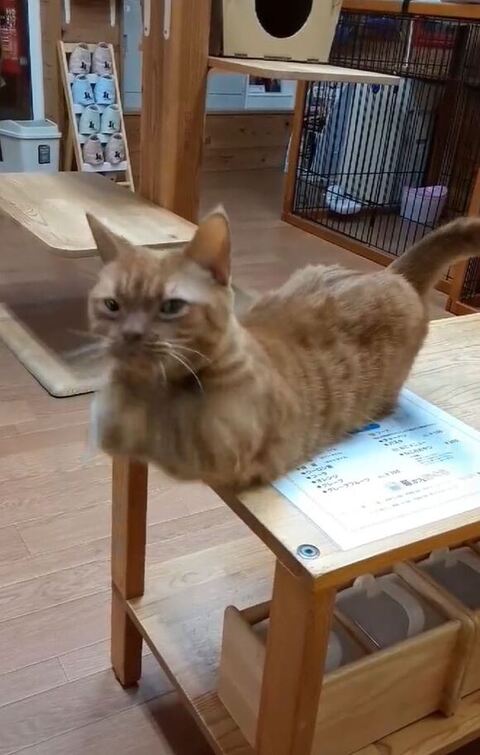 カメラ目線でちょうだいするモカちゃん