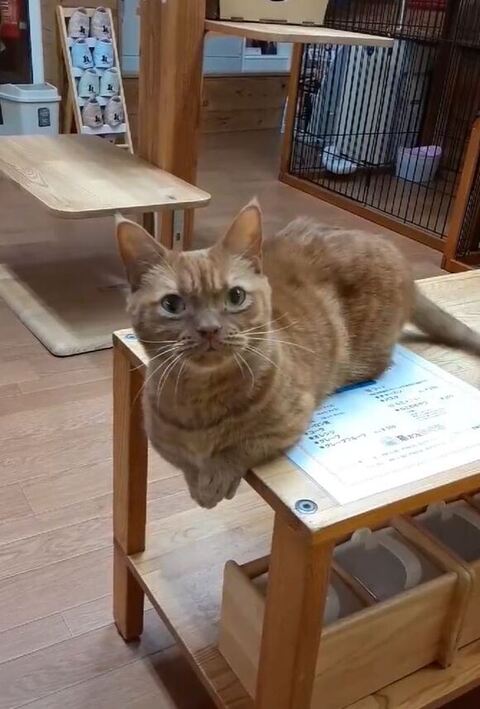 どや顔するモカちゃん