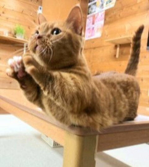 飛んでるモカちゃん下から