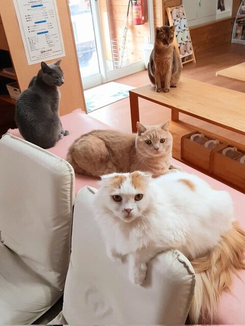 猫ちゃん集合写真