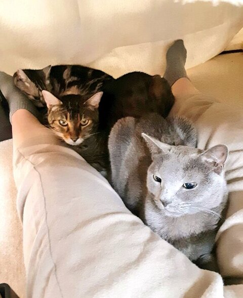 こたつの中の猫ちゃん