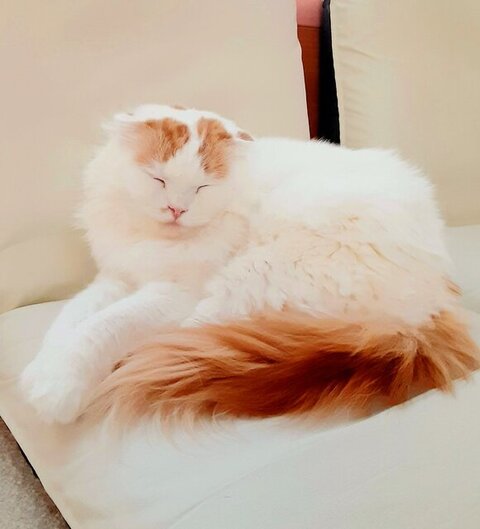 寝てるルイくん