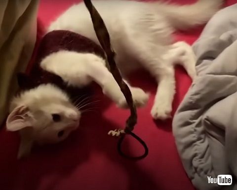 洋服を着る子猫