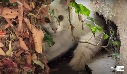 発見当初の子猫