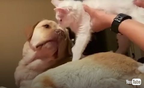 先住犬の優しい顔