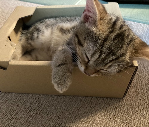 ペット手帳 ベストショット