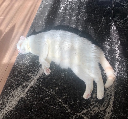 ペット手帳 ベストショット