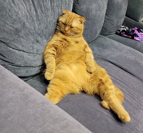 ペット手帳 ベストショット