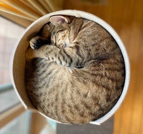 ペット手帳 ベストショット