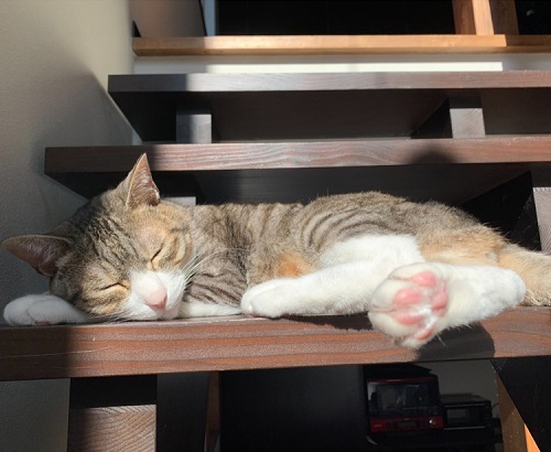 ペット手帳 ベストショット