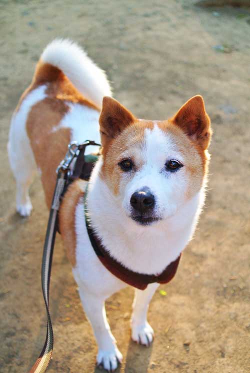 犬の散歩中の女性が倒れているのを発見