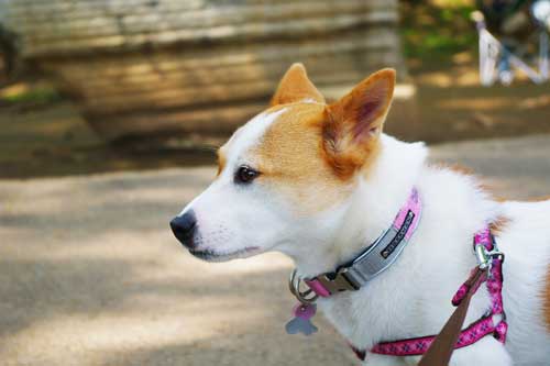 迷子札から女性の家族に連絡することができた