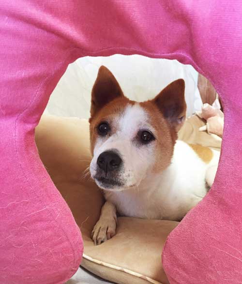 写真写りばっちりなけやきちゃん