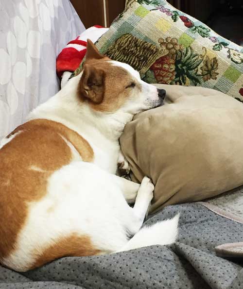 クッションを使いこなす愛犬