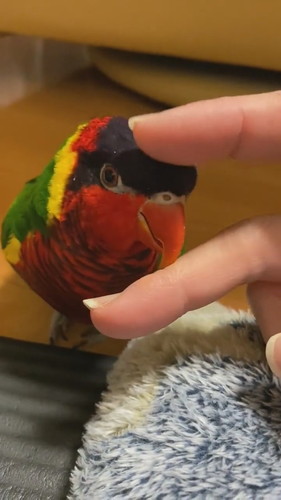 なでられるインコ