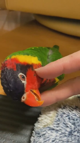 うっとりするインコ