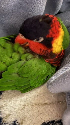 眠そうなインコ