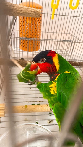 目が輝くインコ