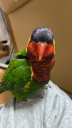 ズグロゴシキインコ