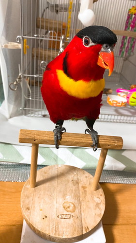 ヨダレカケズグロインコ