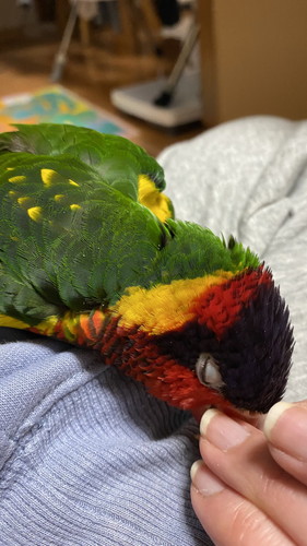 甘えん坊なインコ