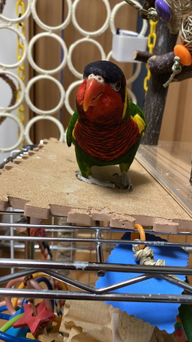 インコのドヤ顔