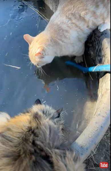 猫を給水タンクに落とす馬