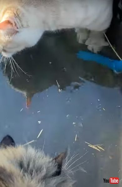 猫を給水タンクに落とす馬